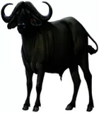 Fromage de Bufflonne